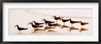 Black Skimmers II Framed Print