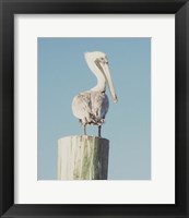 Framed Pelican Post Muted I