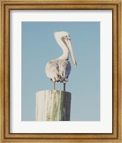 Framed Pelican Post Muted I
