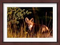 Framed Fox Stare