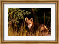 Framed Fox Stare