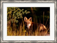 Framed Fox Stare