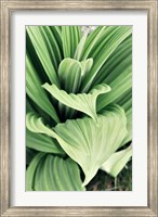 Framed Green Leaf Blooms I