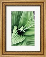 Framed Green Leaf Blooms II