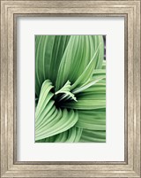 Framed Green Leaf Blooms II