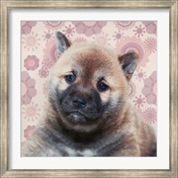 Framed Shiba Inu Portrait