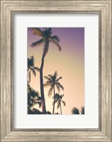 Framed Evening Palms