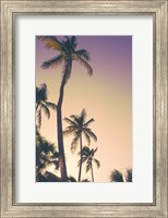 Framed Evening Palms