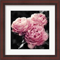 Framed Pink Florals in Noir