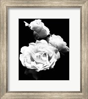 Framed Dramatic Love Blooms  I