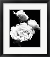 Framed Dramatic Love Blooms  I