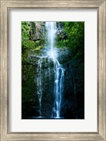 Framed Natural Rain Forest