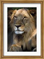Framed Cape Lion