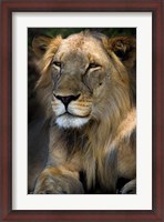 Framed Cape Lion