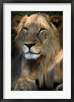 Framed Cape Lion