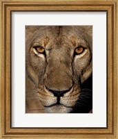 Framed Golden Eyes