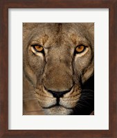 Framed Golden Eyes