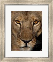 Framed Golden Eyes