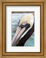 Framed Bayside Pelican