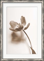 Framed Delicate Floral I
