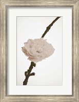 Framed Delicate Floral II