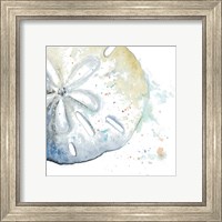 Framed 'Water Sand Dollar' border=