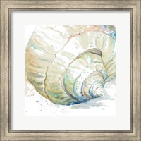 Framed 'Water Conch' border=