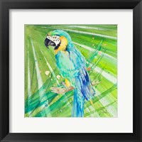 Framed Colorful Parrot