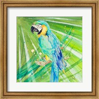 Framed Colorful Parrot