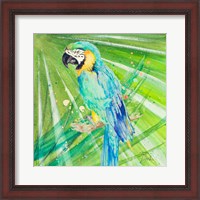 Framed Colorful Parrot