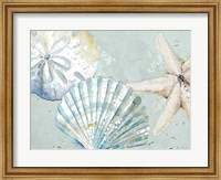 Framed Beach Shells