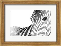 Framed Zebra Gaze