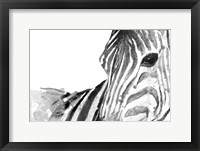 Framed Zebra Gaze