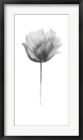 Framed Flower in Gray Panel I