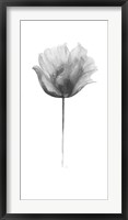 Flower in Gray Panel I Framed Print