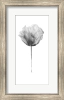 Framed Flower in Gray Panel II