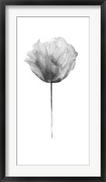 Flower in Gray Panel II Framed Print