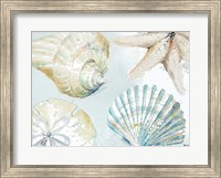 Framed Shell Collectors