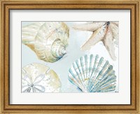 Framed Shell Collectors