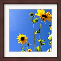 Framed Sunflowers and Sky