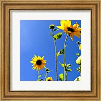 Framed Sunflowers and Sky