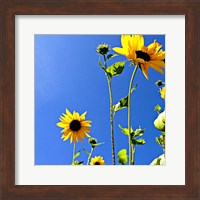 Framed Sunflowers and Sky