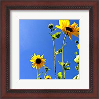 Framed Sunflowers and Sky