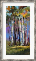Framed Birch Trees