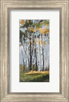 Framed Golden Birch Trees