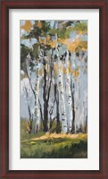 Framed Golden Birch Trees