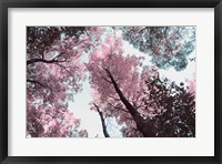 Framed Blooming Cherry Blossom