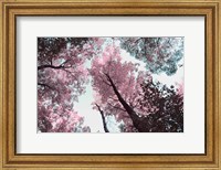 Framed Blooming Cherry Blossom