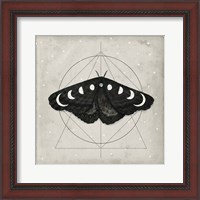 Framed 'Midnight Moth I' border=