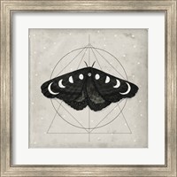 Framed 'Midnight Moth I' border=